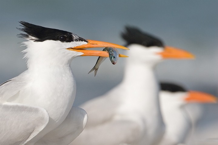 Knigseeschwalbe Sterna maxima Royal Tern